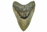 Serrated, Fossil Megalodon Tooth - North Carolina #271105-2
